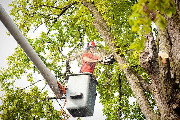 How Our Tree Care Process Works  in  Woodlawn, VA